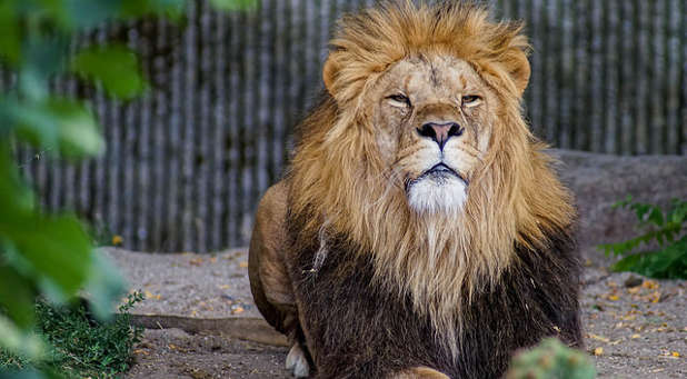 A church without the apostolic is like a caged lion. A church without the apostolic is like a caged lion.